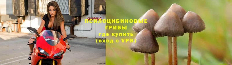 МЕГА маркетплейс  Сафоново  Псилоцибиновые грибы Cubensis 